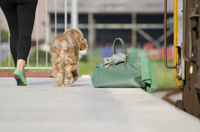 Low section of person with dog walking on footpath