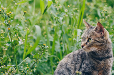 Close-up of a cat on field