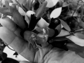 Close-up of flowers