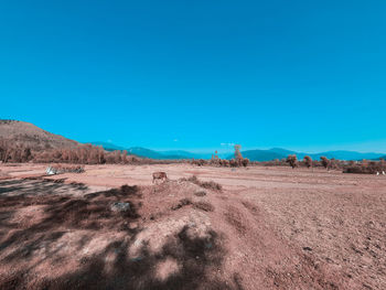 Scenic view of desert against clear blue sky