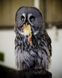 Close-up portrait of owl