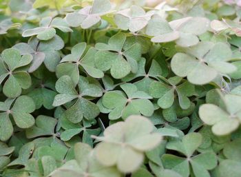 Detail shot of green leaves