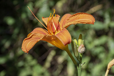 Close-up of orange day lily plant