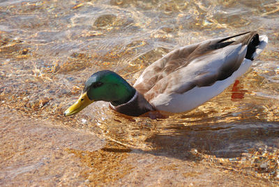 Side view of a duck