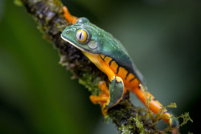 Close-up of frog on tree