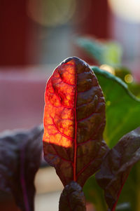 Close-up of orange leaves on plant during autumn