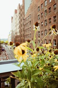 View of yellow flowers on building