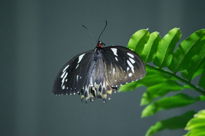 Close-up of butterfly perching on leaf