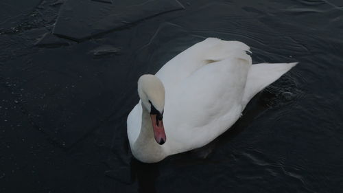 Swan floating on water
