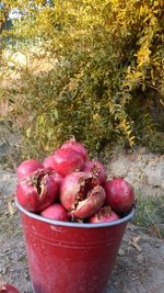 Fresh fruits in bowl