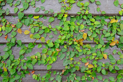 Full frame shot of ivy on wall