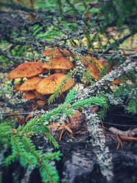 Close-up of tree in forest