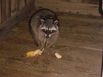 Close-up of monkey on floor