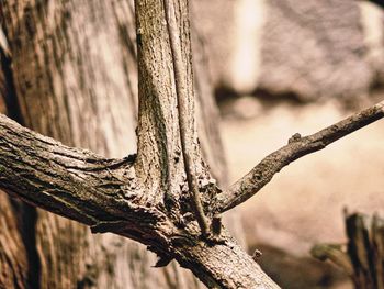 Close-up of tree trunk against sky