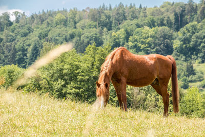 Horses in a field