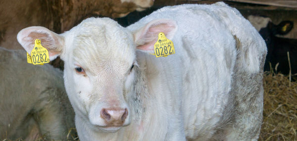 Close-up portrait of a sheep