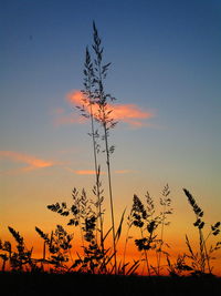 Silhouette plants on field against sky during sunset