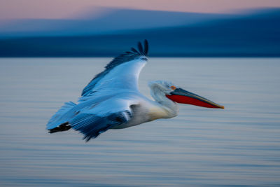 Bird flying over lake