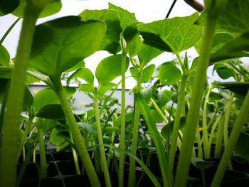 Close-up of fresh green plants