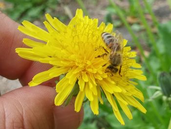 Close-up of bee pollinating on yellow flower