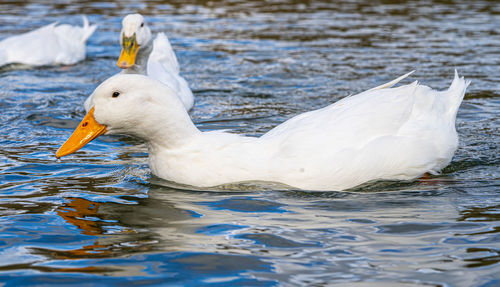 Large white domestic pekin peking aylesbury american white duck on lake pond low level close up view