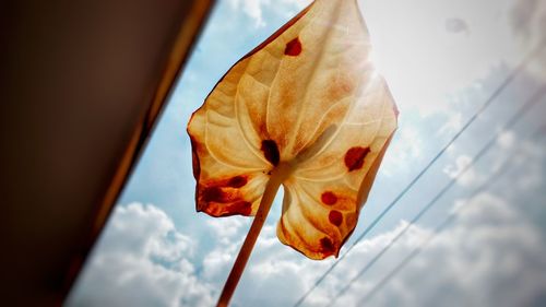 Low angle view of flower against sky