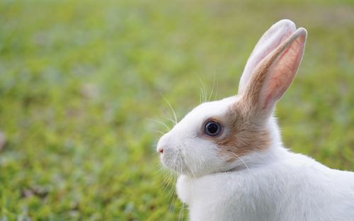 Close-up of a rabbit