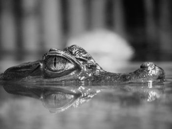 Close-up of a turtle