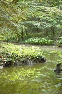 Scenic view of lake in forest