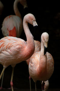 Close-up of flamingoes 