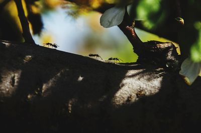 Close-up of insect flying in the sunlight