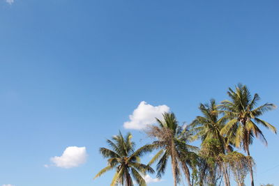 Low angle view of palm trees against blue sky