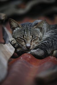 Close-up of a cat sleeping