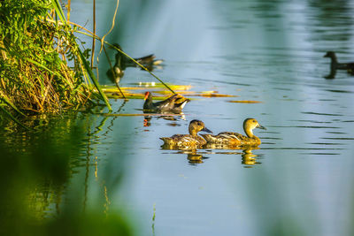 Duck swimming in a lake