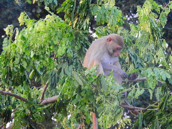 Monkey in a tree