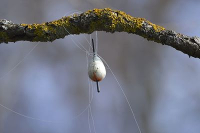 Fishing float tangled up in a tree