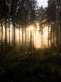 Sunlight streaming through trees in forest