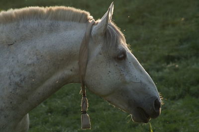 Close-up of a horse on field