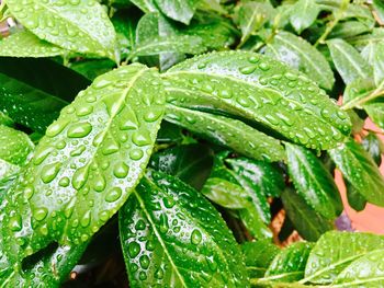 Close-up of wet plant