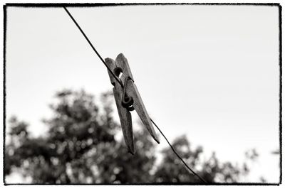 Low angle view of lizard on tree against clear sky