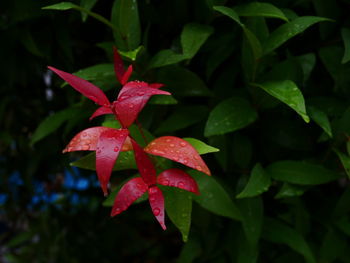Close-up of wet red leaves