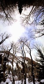 Bare trees on snow covered landscape