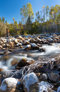 Autumn colors surround a creek with fresh snow in mono country california