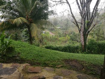 Scenic view of trees by plants