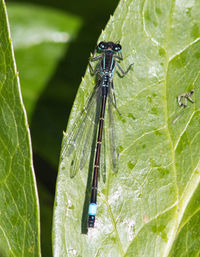 Close-up of insect on leaf