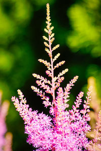 Close-up of pink flowers