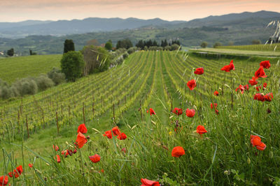 Scenic view of poppy field