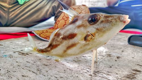 Close-up of hand feeding fish