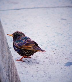 Close-up of bird perching on a leaf