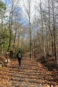 Rear view of woman walking on footpath in forest